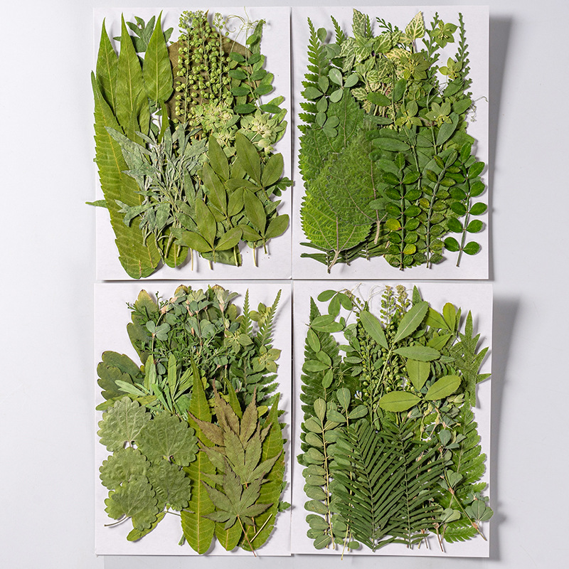 1Set 35 Buah Herbarium Daun Ca - Dried Flower Bulk ulasan dan harga
