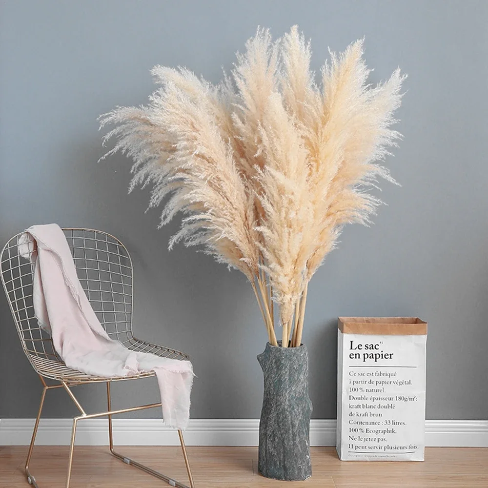 Rumput Pampas besar berbulu 12 - Dried Flower Bulk ulasan dan harga