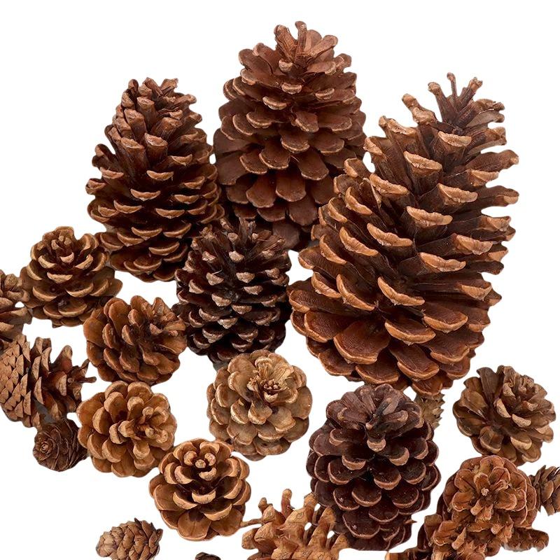 Kerucut Pinus Kering Alami 5/1 - Dried Flower Bulk ulasan dan harga