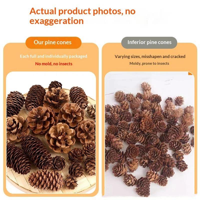 Kerucut Pinus Kering Alami 5/1 - Dried Flower Bulk ulasan dan harga